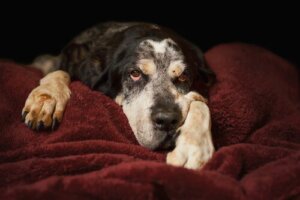 Hoe weet je hoe oud je hond is?