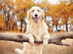 Myositis bij honden: oorzaken, symptomen en behandeling