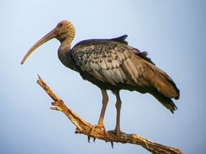 9 wetenswaardigheden over de reuzenibis