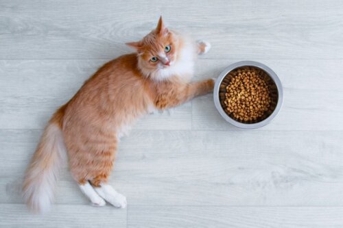 Wat te doen als mijn kat niet wil eten?