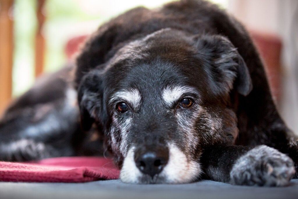 Wat moet je een volwassen hond te eten geven?