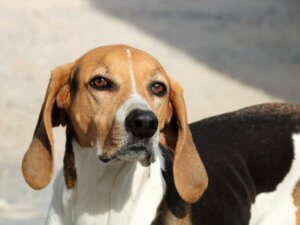 Het gezichtsvermogen van een hond