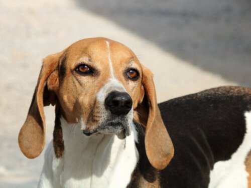 Het gezichtsvermogen van een hond