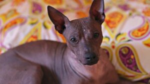 Alles over de Xoloitzquintle - de Mexicaanse naakthond