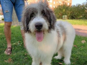 Alles over de Karpatische herdershond