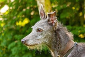 Alles over de lurcher, een bijzonder hondenras