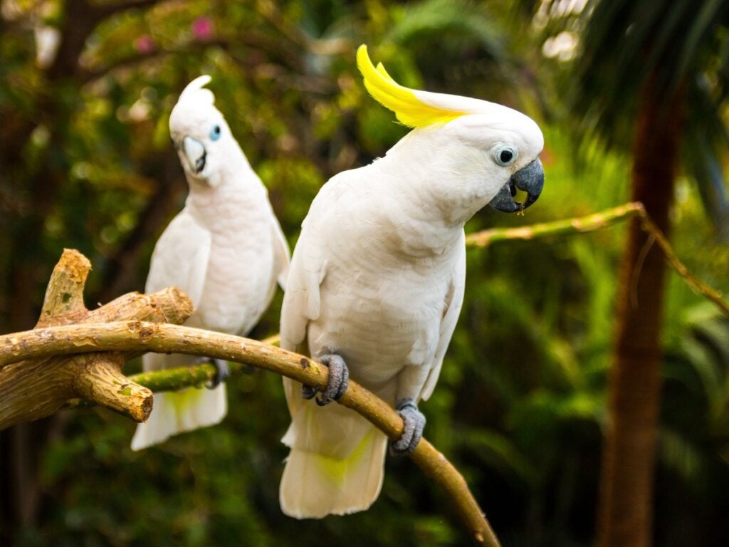 5 vogelrassen die ideale huisdieren zijn