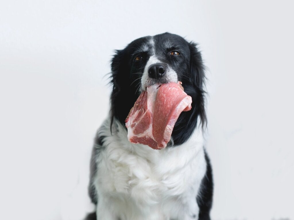 Redenen waarom je hond geen gebarbecued vlees moet eten