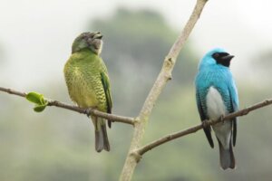 Seksueel dimorfisme: 5 indrukwekkende voorbeelden