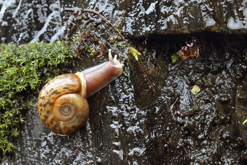 De quimper slak: kenmerken en habitat