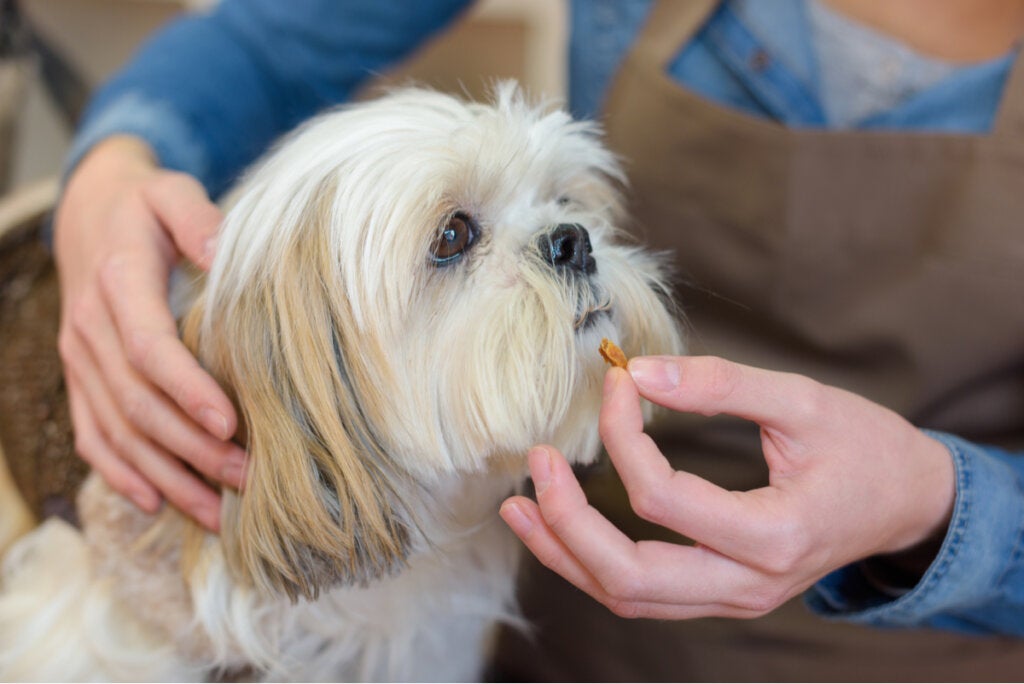 Previcox voor honden: wat je moet weten
