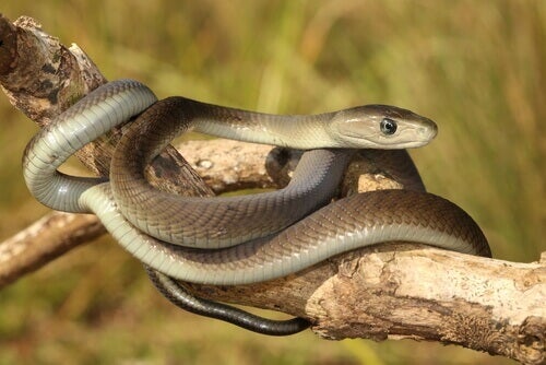 Zwarte mamba: kenmerken en eigenaardigheden