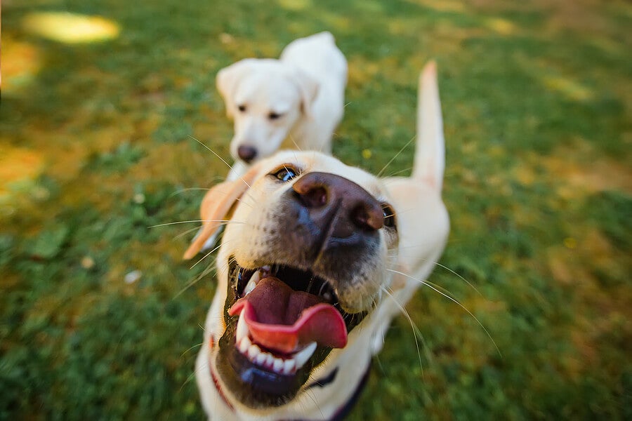 Hoe geef je je hond witte tanden?