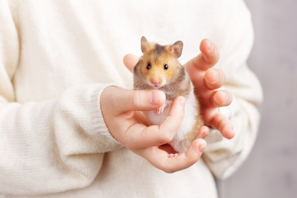 De beste manier om je hamster te voeren