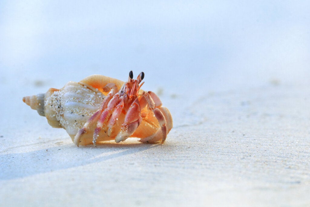 Is het verkeerd om schelpen van het strand te halen?