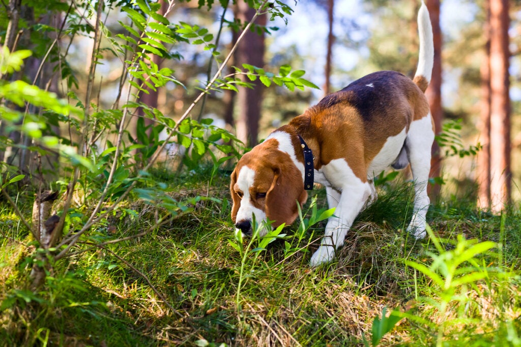 Wat je hond ruikt als hij gaat wandelen
