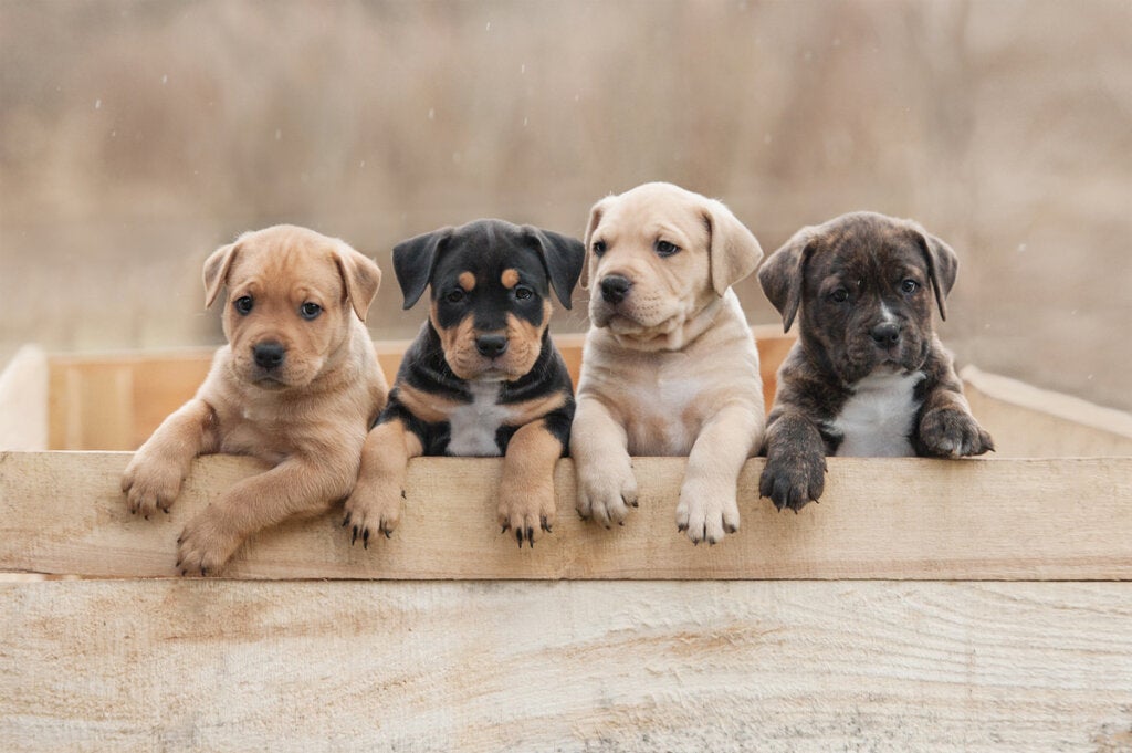Wat is het BARF-dieet voor puppy's?