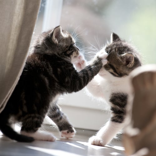Weet je waarom katten vechten?