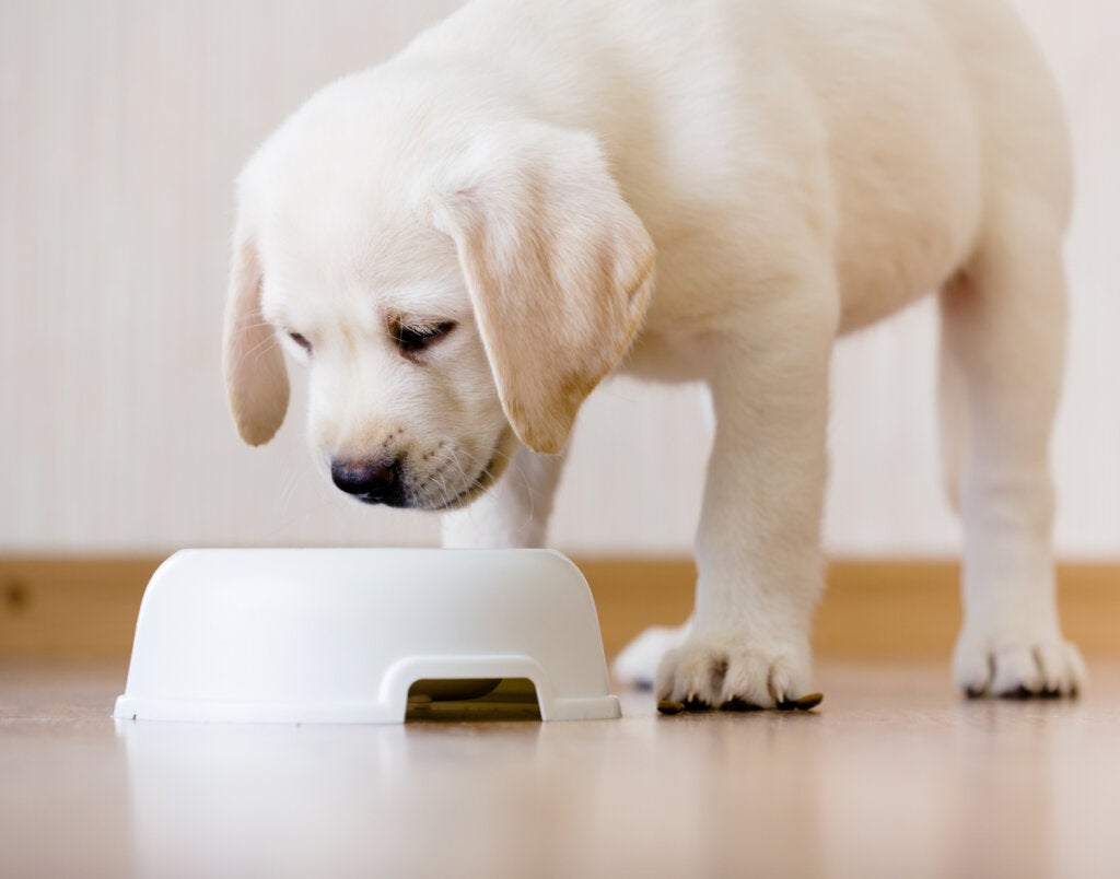 Wat zijn de voordelen van wortels voor honden?
