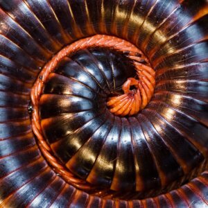 Afrikaanse reuzenmiljoenpoot: habitat, kenmerken en bijzonderheden