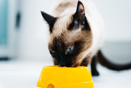 Voedsel waar je kat dol op zal zijn