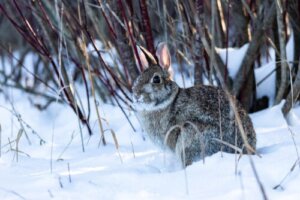 Hoe moet je konijnen warm houden in de winter?