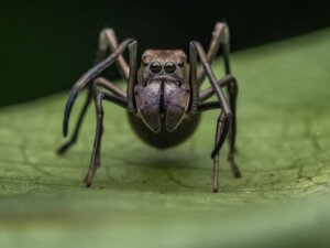 Indrukwekkende kenmerken van geleedpotigen