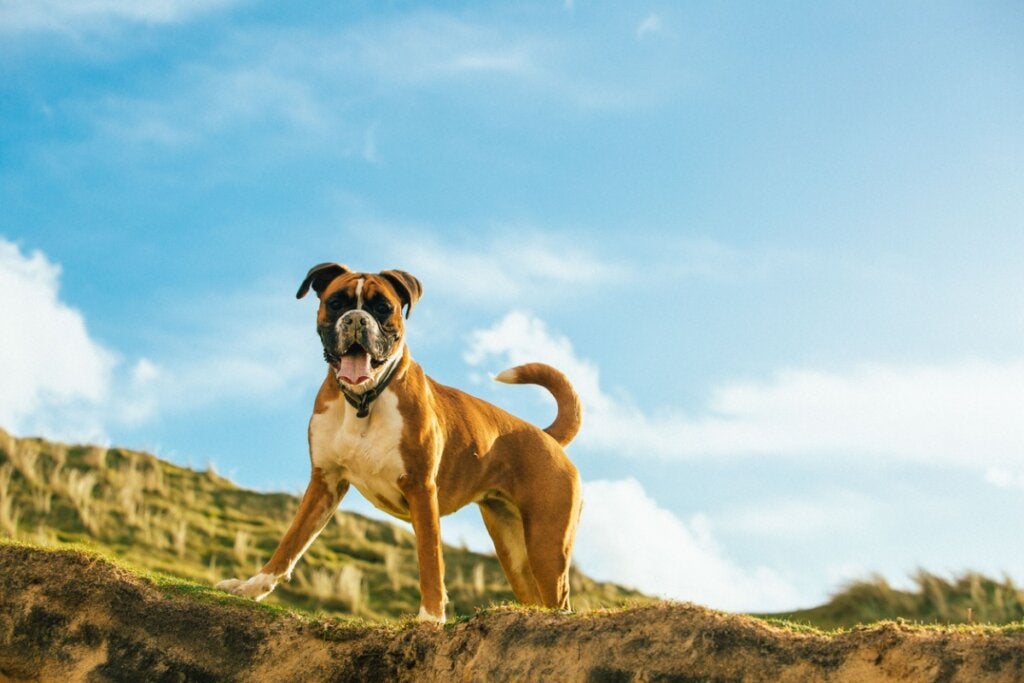De boxweiler: kenmerken en eigenaardigheden
