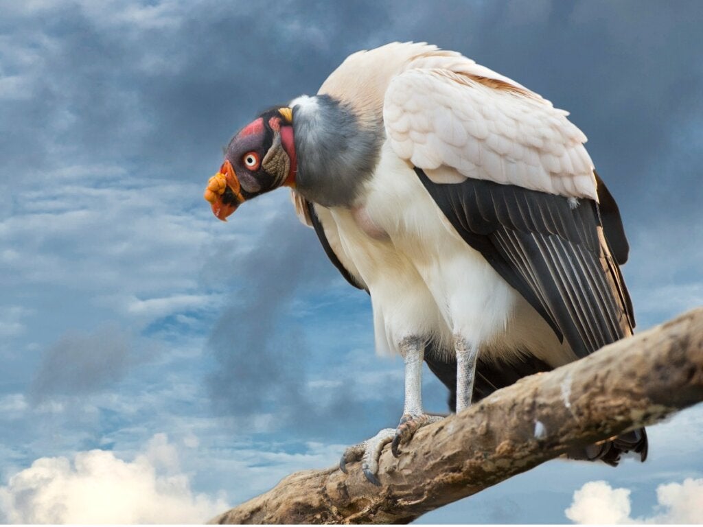 Bestaan er ook vogels zonder veren?