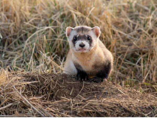 De mustelidae: dieren die door koningen ondanks hun geur gedragen worden