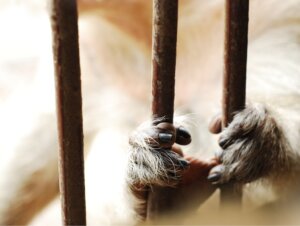 Hoe door gevangenschap veroorzaakte stress de fysiologie van verschillende soorten verandert