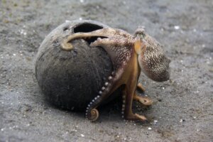 Intelligentie van de octopus op de proef gesteld!