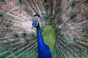 Waarom zijn sommige dieren iriserend?