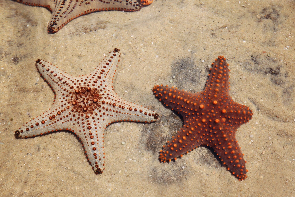 Diamantachtige structuur geeft stevigheid aan het skelet van zeesterren