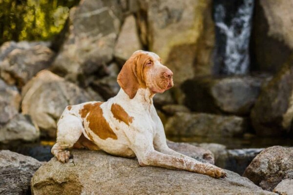 De bracco italiano: een van de populairste honden