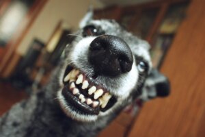 Mijn hond gromt naar of bijt haar pups. Waarom doet ze dat?