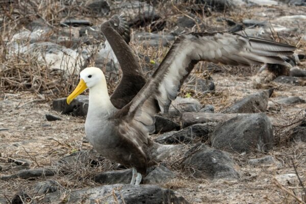 Wisdom, de oudste vogel ter wereld