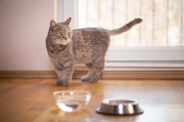 Mijn kat drinkt geen water, wat kan ik doen?