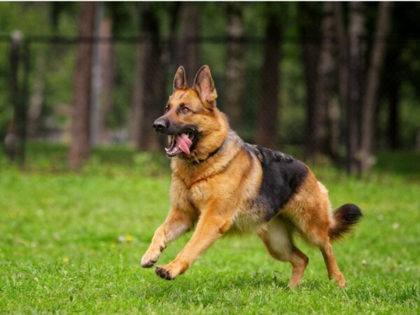 Kleurvariaties bij Duitse herders
