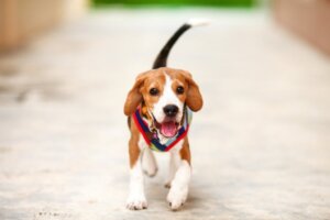 Waarom loopt mijn hond mank?