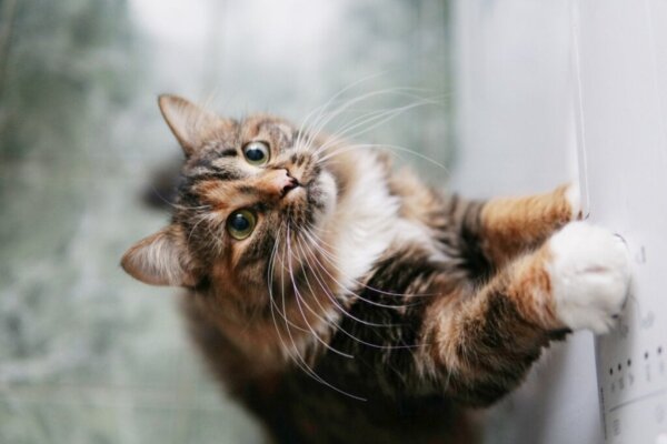 Moet je een kat in bad doen?