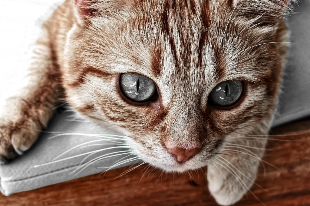 Feline calicivirus: symptomen en behandeling