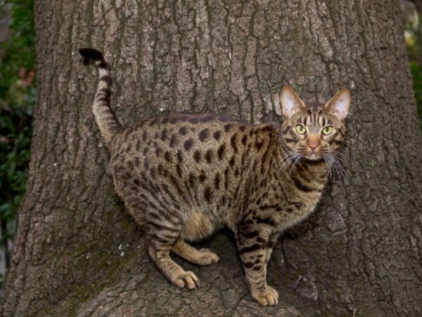 9 tamme katten die lijken op wilde katten