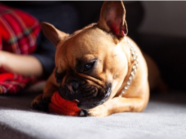 Mijn hond heeft plastic gegeten: wat moet ik doen?