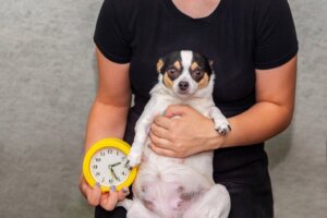 Zwangerschapstest voor honden en bevestigingstechnieken