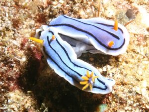 Leer alles over de Chromodoris lochi, een zeer vreemd weekdier