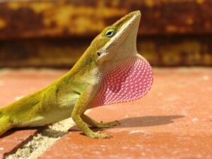 De anolis: habitat, kenmerken en voortplanting