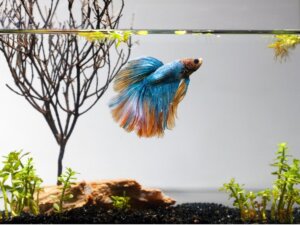 10 vissen voor een klein aquarium