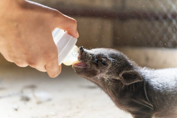 10 varkensrassen (en hun kenmerken)