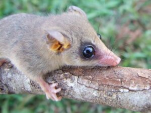Leer alles over muisopossums